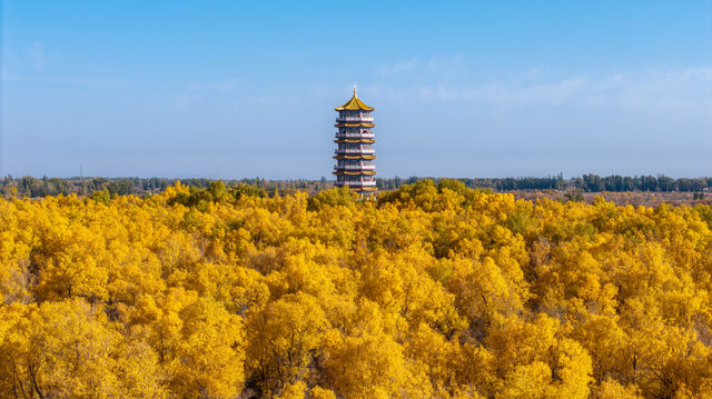 西北秋色天花板!酒泉金塔胡楊林把秋天揉碎成金色海 西北秋色天花板!酒泉金塔胡楊林把秋天揉碎成金色海
