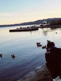 🦆 Lake Taupo’s Secret Duck Pond: A Quirky Waterfront Wonder!