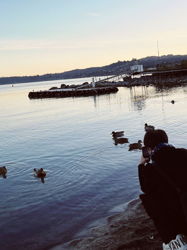 🦆 Lake Taupo’s Secret Duck Pond: A Quirky Waterfront Wonder!