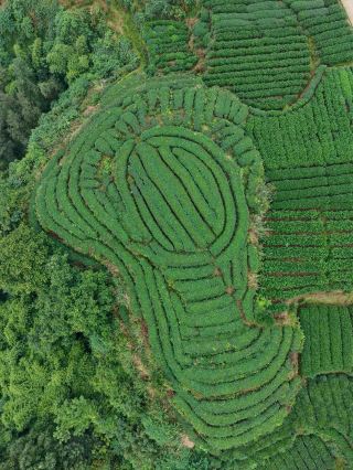 Escape the city in 1.5 hours! Enter the National Geographic-style secret tea garden