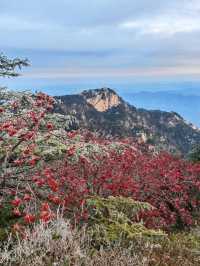 泰山深秋霧淞與日出邂逅
