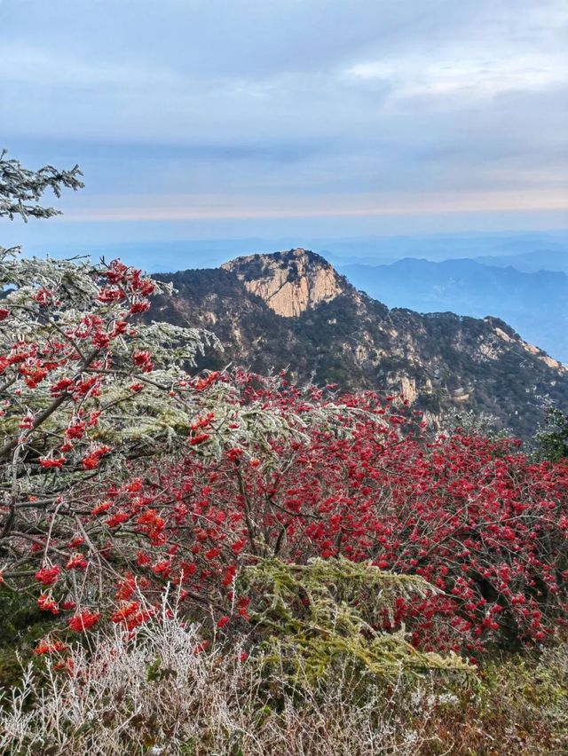 泰山深秋霧淞與日出邂逅