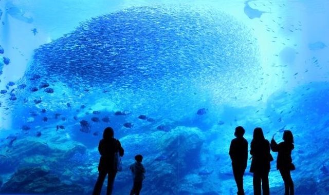 仙台海洋森林水族館：潛入海洋奇觀