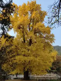 跟風成功！北京賞秋打卡地詳細路線