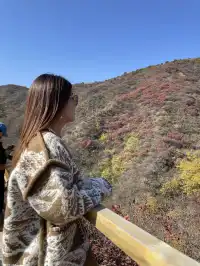 北京最美秋天在這！免費紅葉步道美到窒息