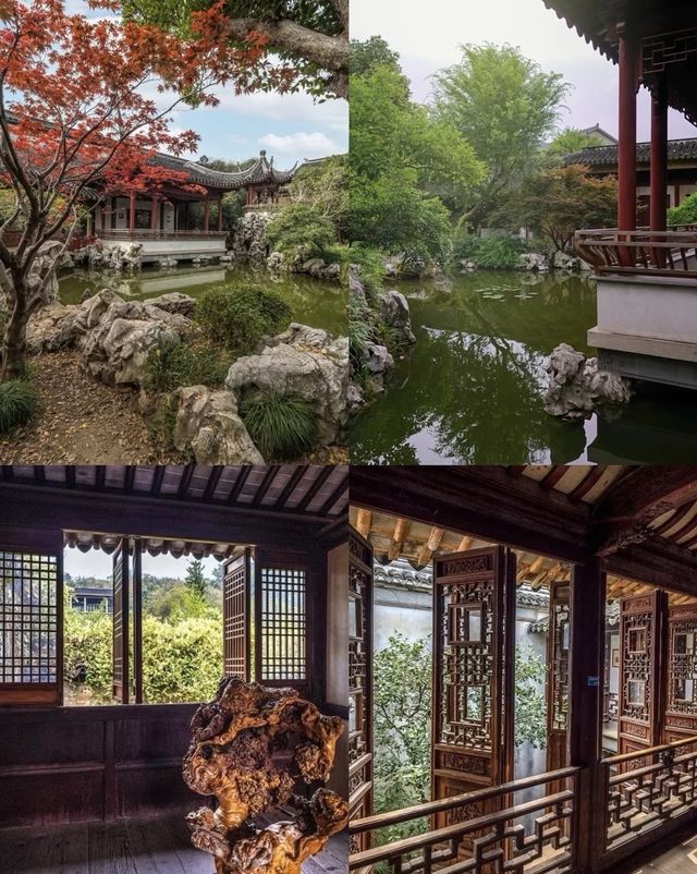 桂香四溢!西山島的絕美桂花在這裡盛開啦! 桂香四溢!西山島的絕美桂花在這裡盛開啦!