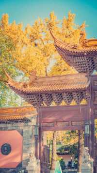 南京的秋天已經藏不住了。這個攻略請收好。