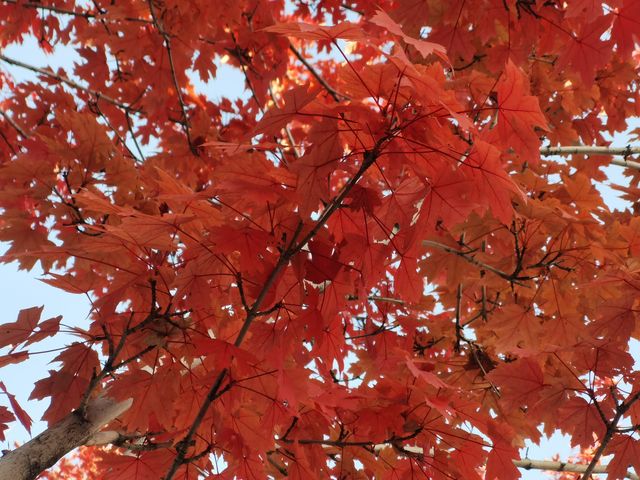 紅葉晚蕭蕭 紅葉晚蕭蕭