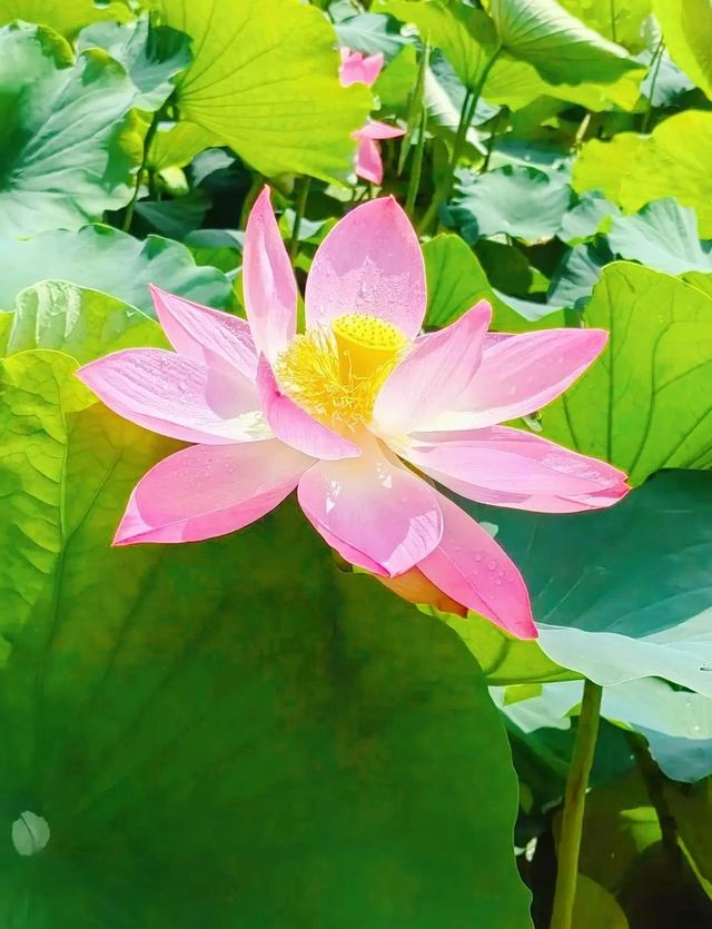 昆明夏日頂流大觀樓荷塘美成莫奈花園