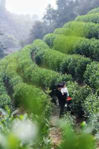 什麼在紅山楂酒店竟然不能躺平