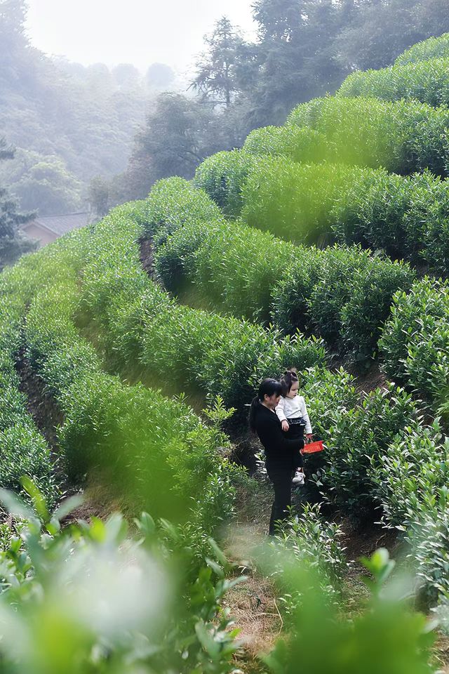 什麼在紅山楂酒店竟然不能躺平 什麼在紅山楂酒店竟然不能躺平