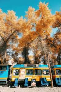 塔里木胡楊林國家森林公園一日遊攻略