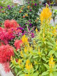 賞桂花雨的小眾去處,人少、安靜、景美!