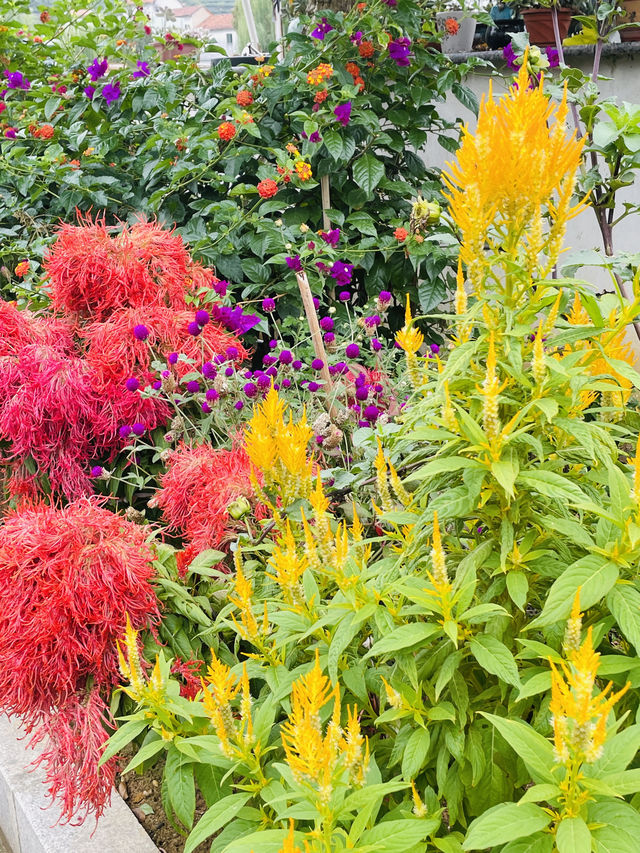 賞桂花雨的小眾去處,人少、安靜、景美! 賞桂花雨的小眾去處,人少、安靜、景美!