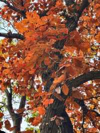 鎖死！南五臺的秋是中式美學天花板