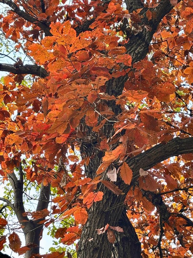 鎖死！南五臺的秋是中式美學天花板