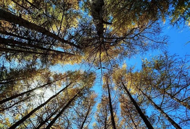 草原天路中段景色美極了,適合自駕遊 草原天路中段景色美極了,適合自駕遊