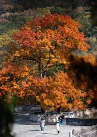 八大處這棵古黃連木，堪稱北京紅葉天花板