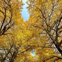 中國醉美銀杏村落·桐子坳