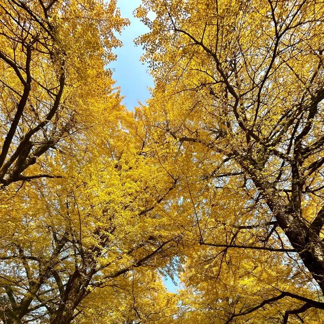 中國醉美銀杏村落·桐子坳