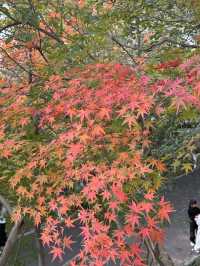 11月賞楓預警人少車少的紅葉秘境首公開！