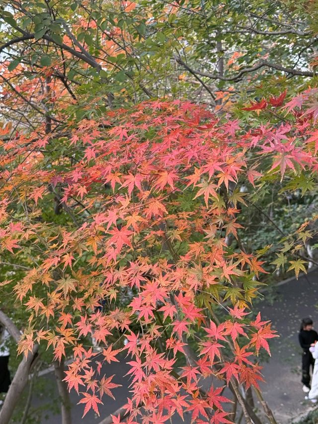 11月賞楓預警人少車少的紅葉秘境首公開！