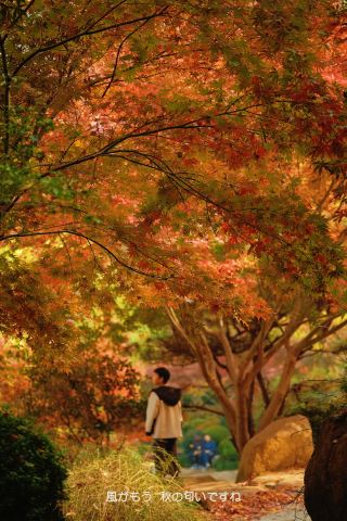 칭다오|이 도심 공원의 단풍이 너무 아름다워서 규칙을 어긴 것 같아요