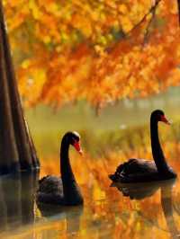 燕雀湖黑天鵝太美啦美如油畫