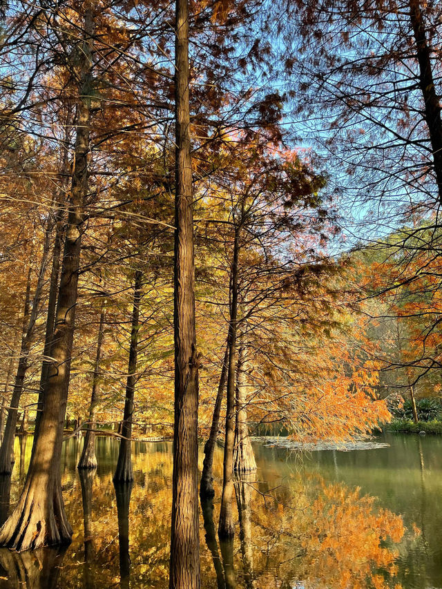 南京5年打工人的超濃縮攻略本地人帶你玩轉六朝古都