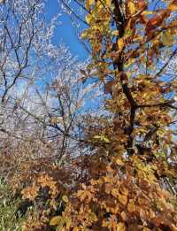 龍王山霧淞仙境冬日限定的冰雪奇緣打開方式