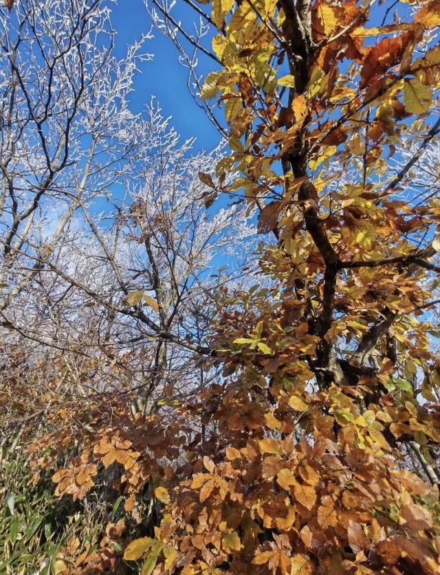 龍王山霧淞仙境冬日限定的冰雪奇緣打開方式