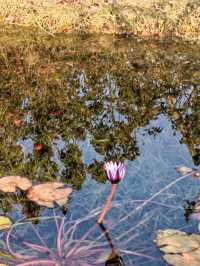 魔都植物園必看攻略櫻花季省時省力玩法