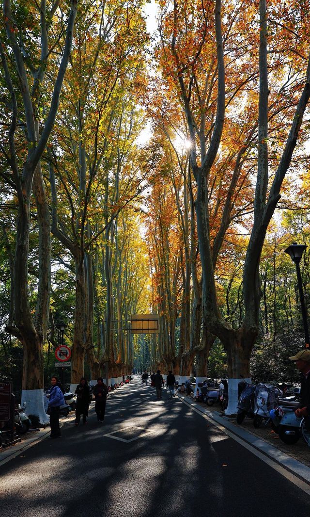 南京靈谷寺賞秋秘境