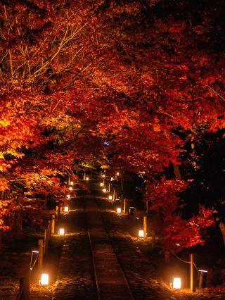 A Hidden Autumn Night Secret in Kyoto: The Nighttime Maple Viewing at Rokuoin is Absolutely Stunning