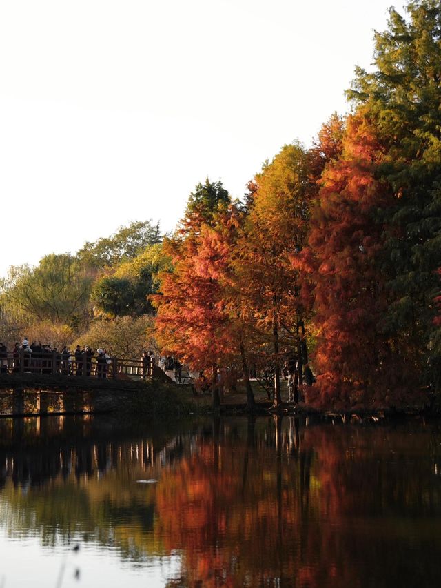 秋日陰雨漫步水杉林 秋日陰雨漫步水杉林