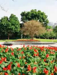 深圳地鐵直達的彩虹花海!這個公園太寶藏