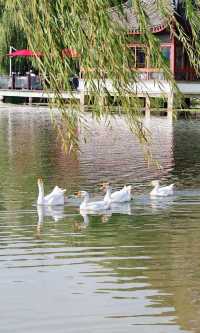 別擠瑞金!東郊賓館藏秋日秘境 免費好拍人超少
