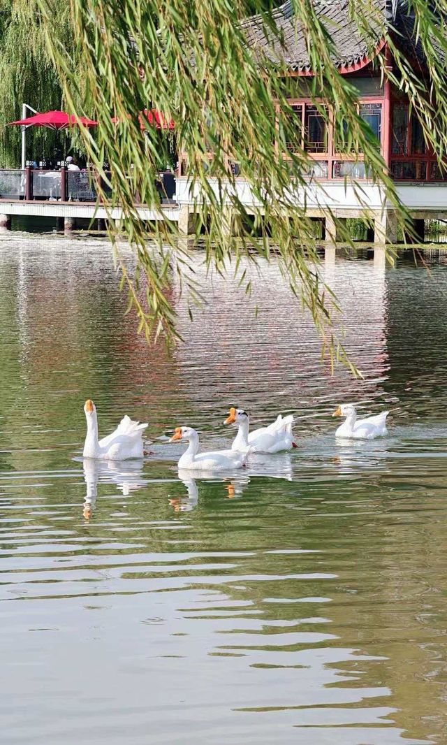別擠瑞金!東郊賓館藏秋日秘境 免費好拍人超少 別擠瑞金!東郊賓館藏秋日秘境 免費好拍人超少