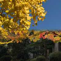 大阪隱藏銀杏秘境！99%遊客錯過