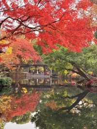 12月初實探｜無錫惠山古鎮，邂逅一場盛大的江南深秋