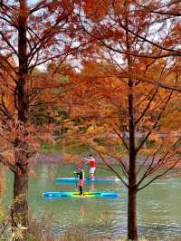 上海賞秋寶藏地三林紅杉林氛圍感拉滿！