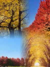 我終於理解了,為什麼這裡被稱為「中國第一銀杏村」