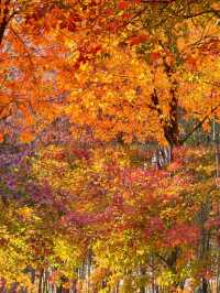 0元get秋日電影感上海金山楓葉島美到犯規