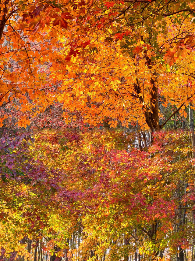 0元get秋日電影感上海金山楓葉島美到犯規