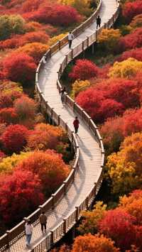 蘇州人的秋天私藏!會發光的楓葉