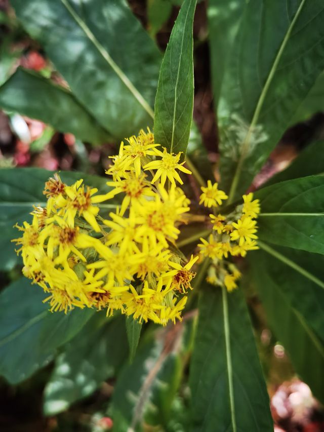騰衝寶藏青旅！在貝雷帽青旅，我找到了旅行的意義！  這次騰衝之行，最正確的決定就是入住了貝雷帽青旅！