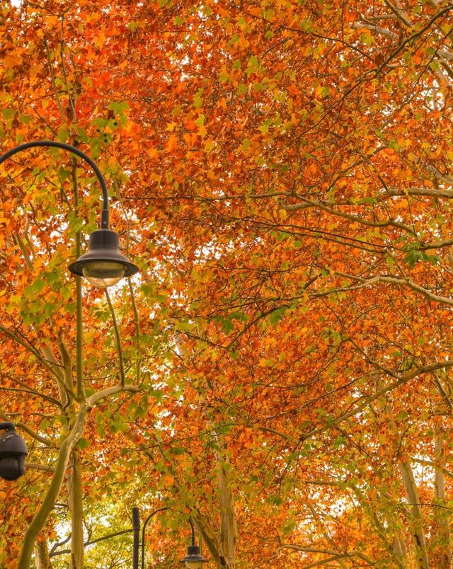 武漢的秋天還是太權威了······ 武漢的秋天還是太權威了······