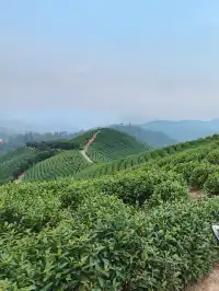 週末|到莫干山下感受陽光和快樂