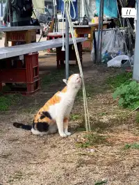 上班族四國三縣旅行｜高松-男木篇