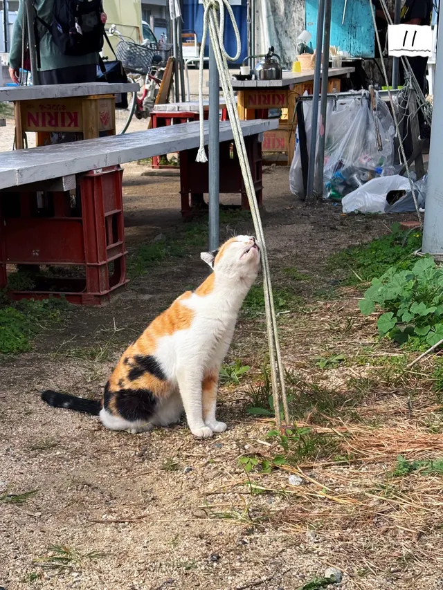 上班族四國三縣旅行｜高松-男木篇